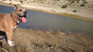 A dog in front of a lake