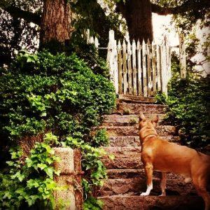 A dog with back to camera. Looking up the stairs.