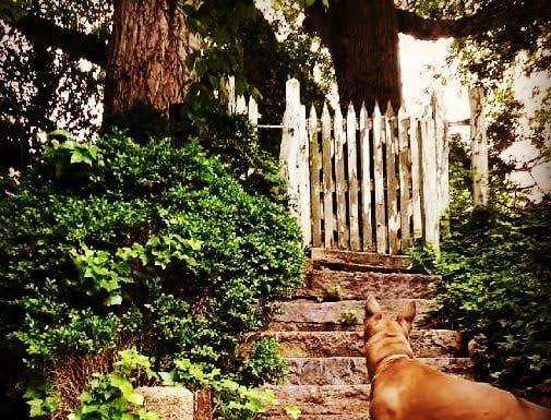 A dog with back to camera. Looking up the stairs.