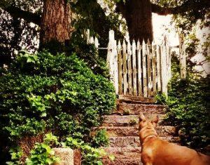 A dog with back to camera. Looking up the stairs.