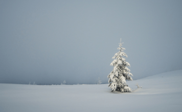 Are you “Empty Nesting” this Holiday Season