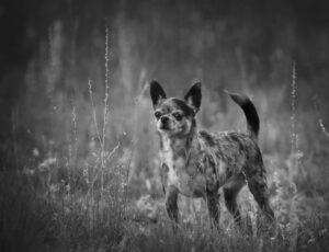 Dog body language Tail