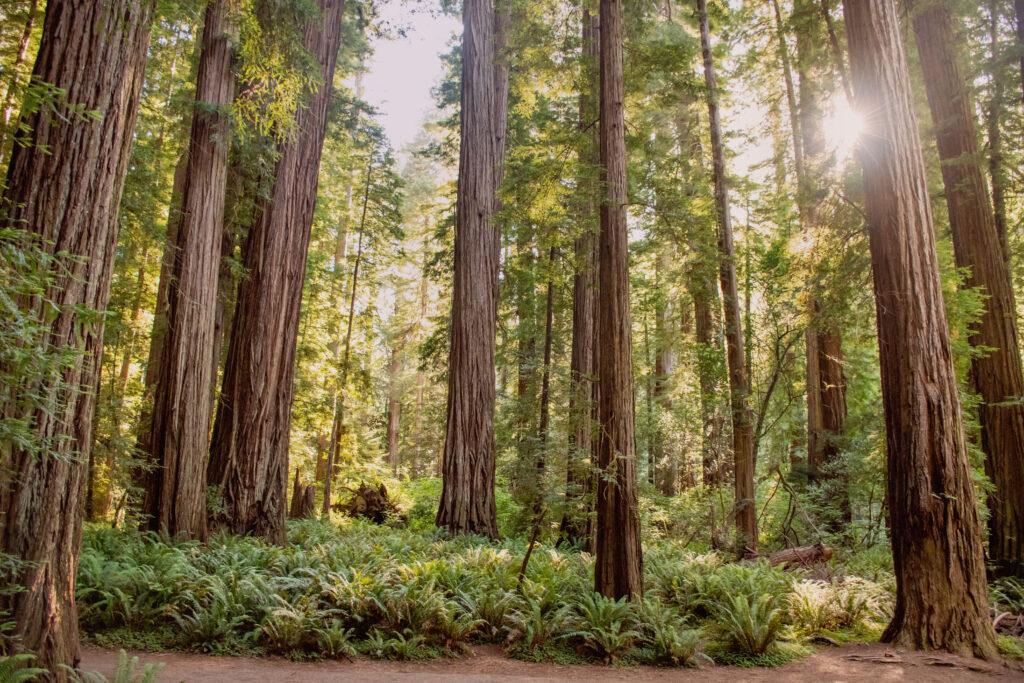 A Guide to the Parks: Redwood National Park