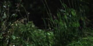 A Guide to the Parks: Channel Islands National Park