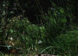 A Guide to the Parks: Channel Islands National Park