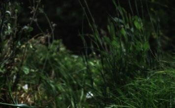 A Guide to the Parks: Channel Islands National Park