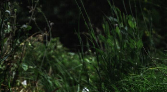 A Guide to the Parks: Channel Islands National Park