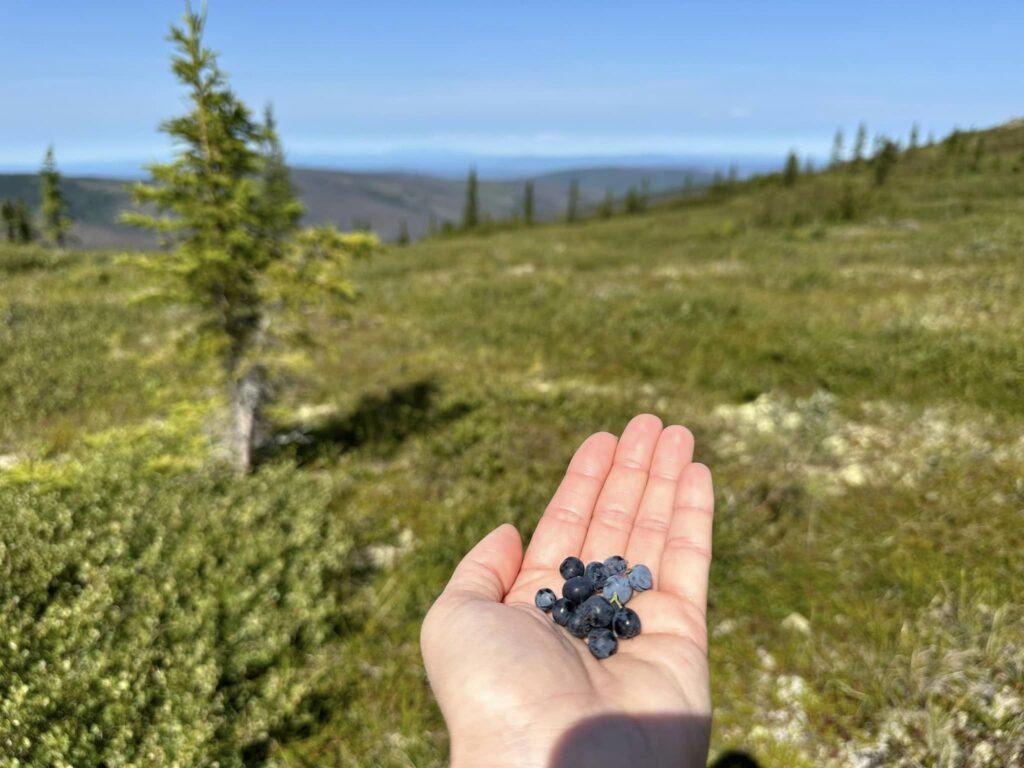 Stacey Currie holding blueberries at Murphy Dome