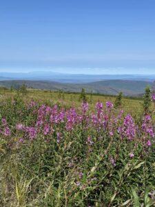 Fireweed Flowers at Murphy Dome