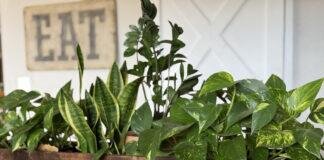 National Houseplant Appreciation Day