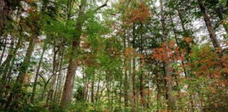 A Guide to the Parks: Great Smoky Mountain National Park