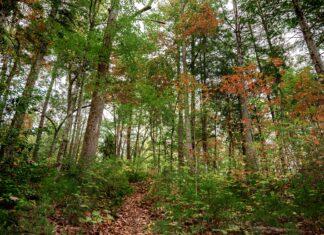 A Guide to the Parks: Great Smoky Mountain National Park