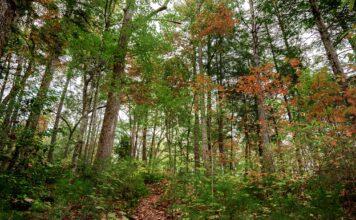 A Guide to the Parks: Great Smoky Mountain National Park