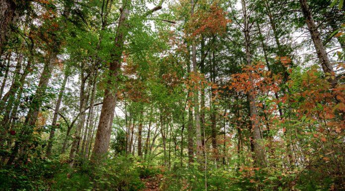 A Guide to the Parks: Great Smoky Mountain National Park