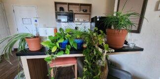 Keeping My Plants Alive (and Me, Too) During a PCS A variety of potted houseplants covering a hotel kitchenette counter during a military PCS stay at Fort Riley.