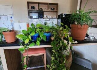 A variety of potted houseplants covering a hotel kitchenette counter during a military PCS stay at Fort Riley.