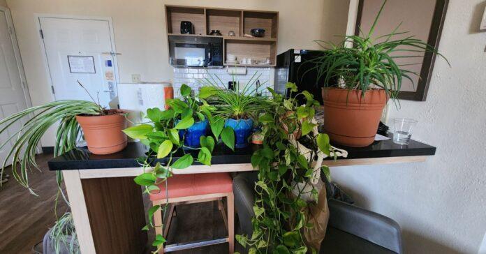 PCS Pit Stop: Plants in Temporary Quarters A variety of potted houseplants covering a hotel kitchenette counter during a military PCS stay at Fort Riley.