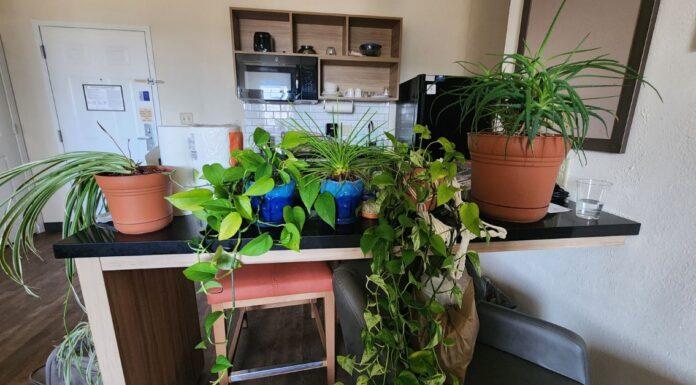 Keeping My Plants Alive (and Me, Too) During a PCS A variety of potted houseplants covering a hotel kitchenette counter during a military PCS stay at Fort Riley.