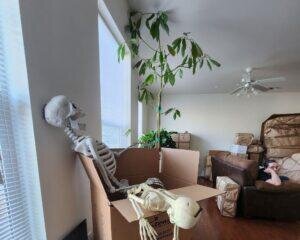A packed living room on PCS moving day, featuring a tall avocado tree, porch skeletons lounging in a moving box, and a teen resting on the couch surrounded by boxes.