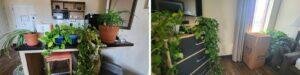 A collection of houseplants spread across a hotel kitchenette and dresser, living temporarily in a hotel room during a PCS move.