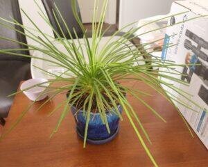 Trimming the sharp points off an agave plant, nicknamed Fernando, as part of preparing the plant for a PCS move.