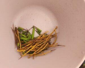 A cup filled with trimmed agave needles and dried tips from a plant named Fernando, collected during a PCS prep βneedleectomy.β