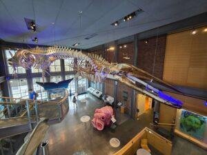 Whale skeleton suspended from ceiling in a museum