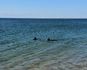 Seals in the water in Cape Cod