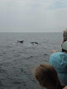 3 Humpback whale tails surfacing in the ocean