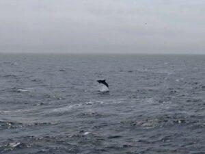 Atlantic White-Sided Dolphin leaping out of the water in Cape Cod