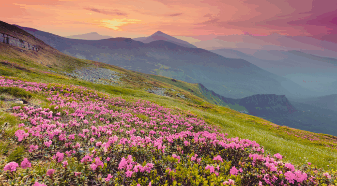 When Your Soul Knows Where Home Is: A Military Spouse’s Take on Finding Your Place