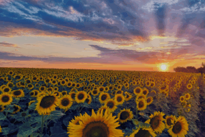 Kansas The sunflower State