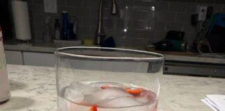 Berry Lemonade Sparkler