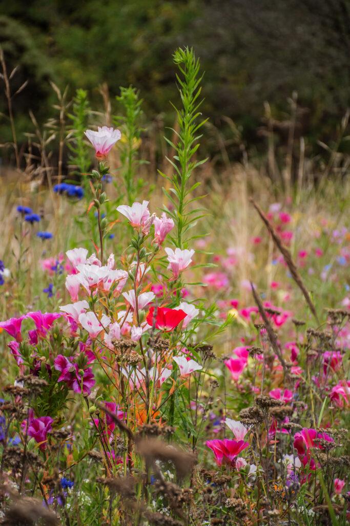 wildflower - Shelly Osborne