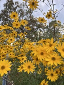 A field of wildflowers to represent our renewed sense of self awareness.