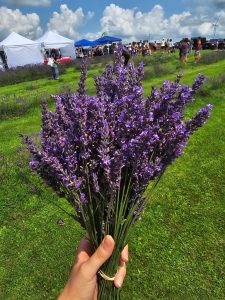 Bouquet of fresh picked lavender