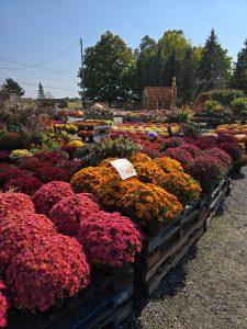 Fall colored mums outside greenhouse near Fort Drum
