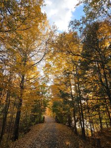 Tree lined trail near Fort Drum in the fall