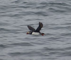 Puffin flying above the ocean